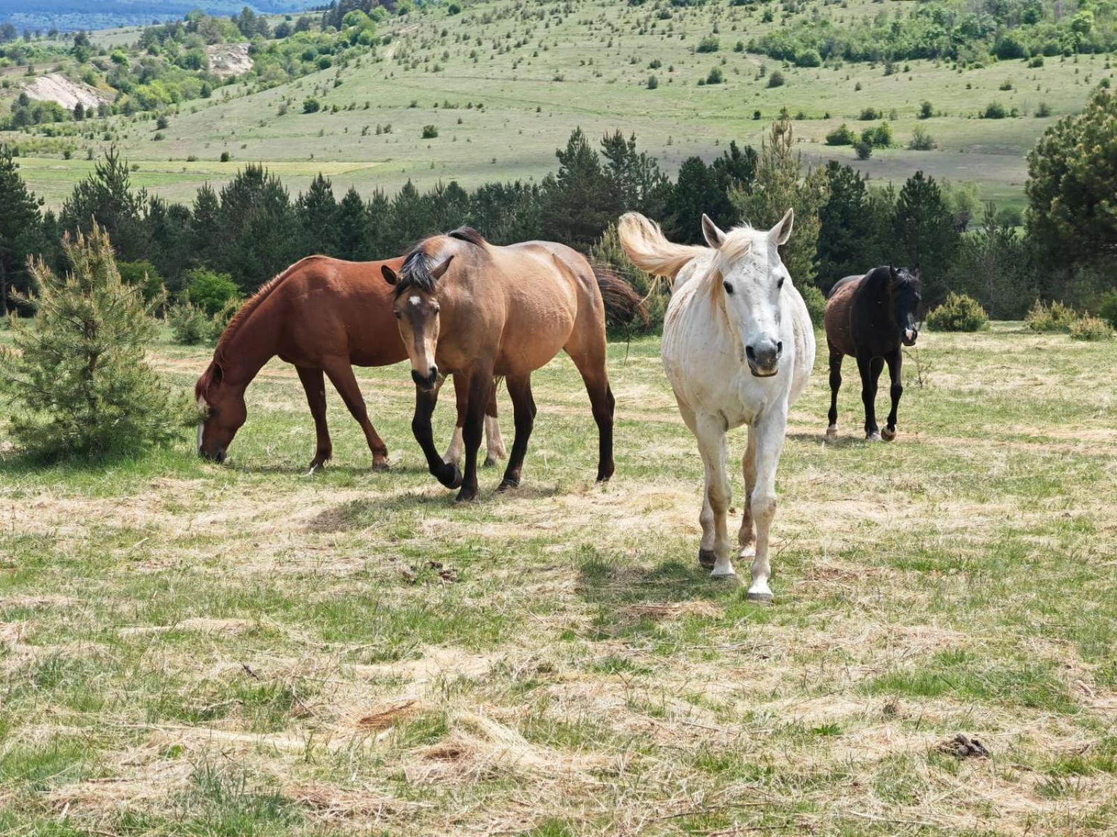 Ranc Crna Stina Villa Livno Exteriör bild