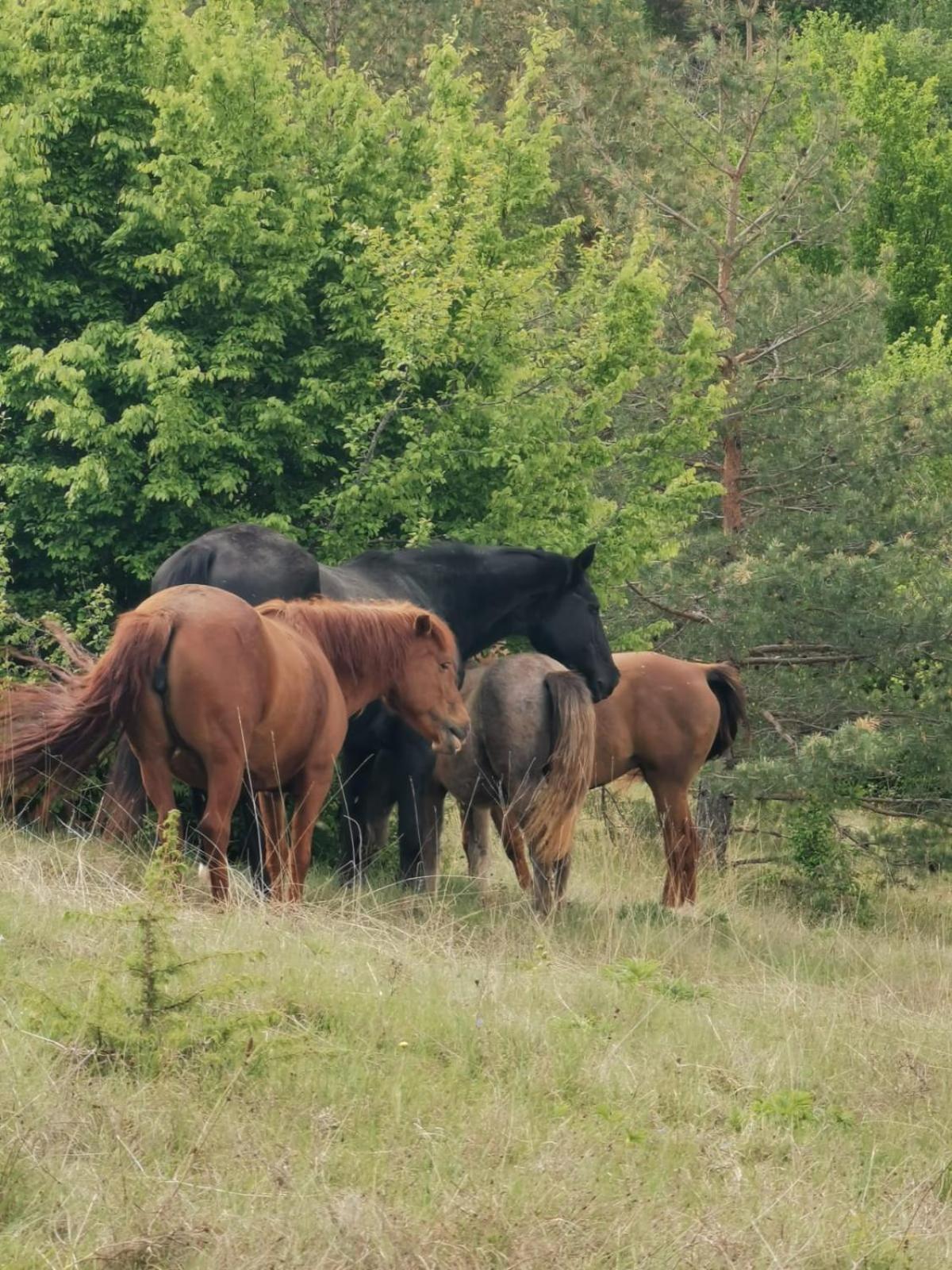 Ranc Crna Stina Villa Livno Exteriör bild